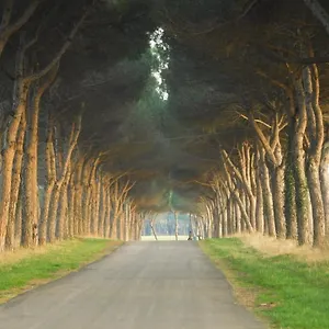 Pigreco , Coltano Italien